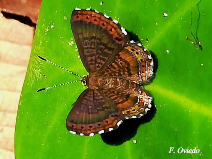 Detritivora barnesi