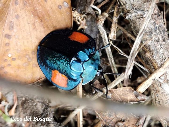 Discomorpha distincta 