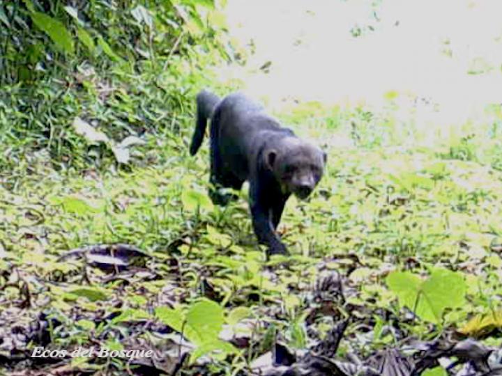 Eira barbara (Tolomuco)