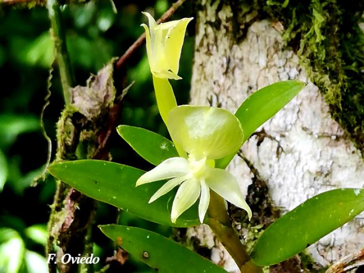 Epidendrum dentiferum