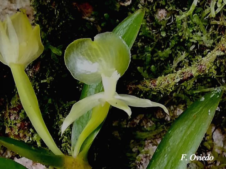 Epidendrum dentiferum