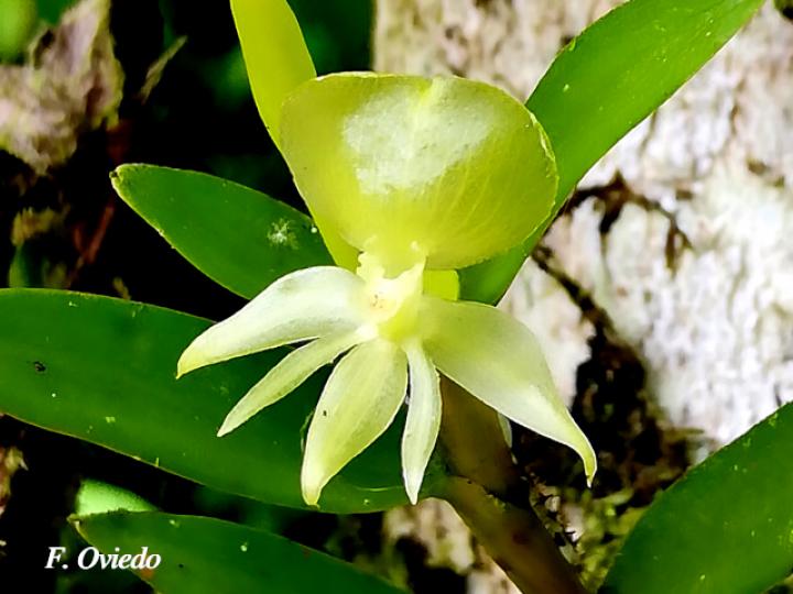 Epidendrum dentiferum