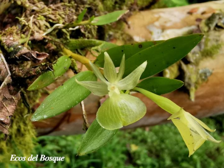 Epidendrum dentiferum