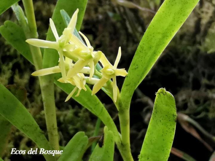 Epidendrum ramosum