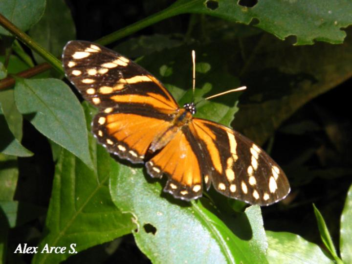 Eresia ithomioides alsina