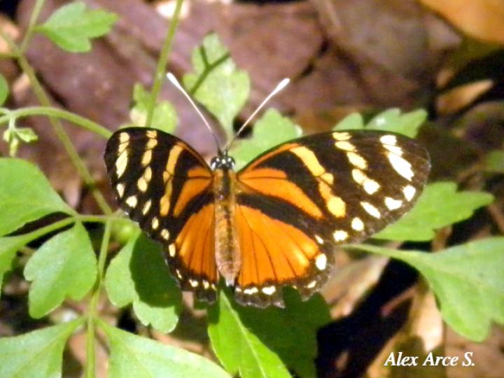 Eresia ithomioides alsina