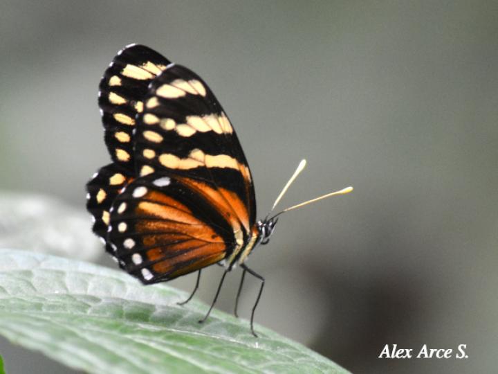 Eresia ithomioides alsina