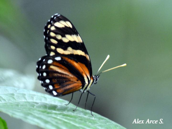 Eresia ithomioides alsina