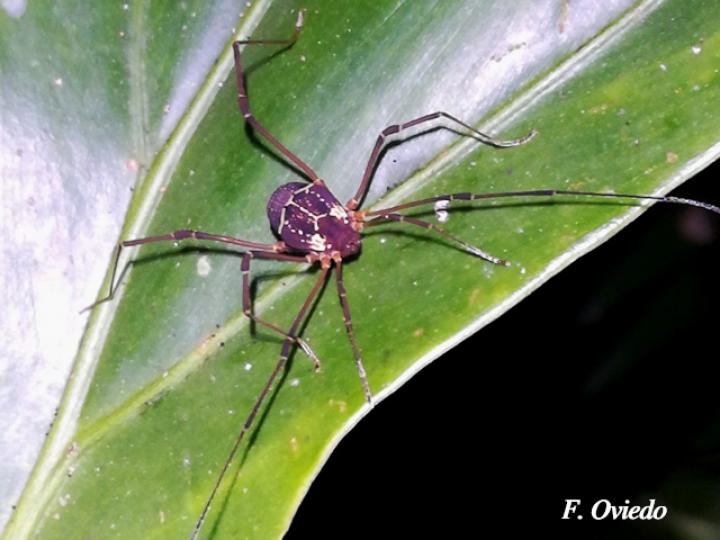 Opiliones cosechadores