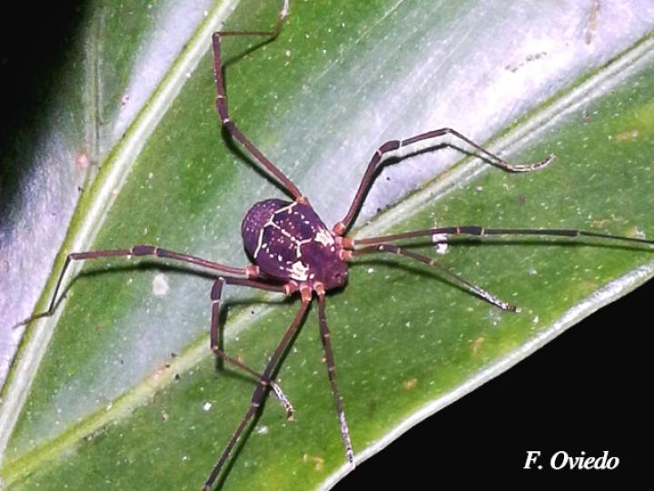 Opiliones cosechadores