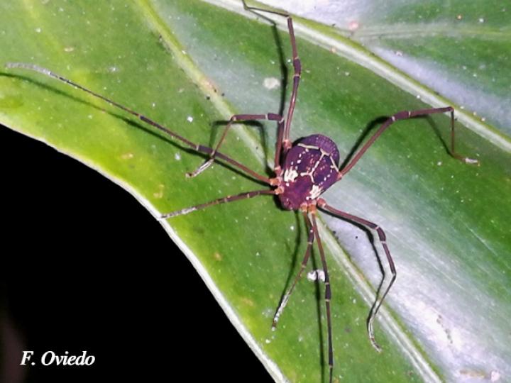 Opiliones cosechadores