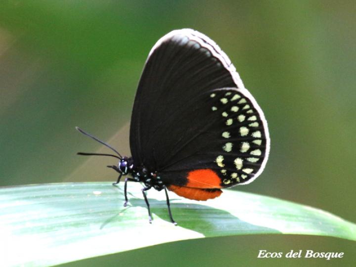Eumaeus godartii 
