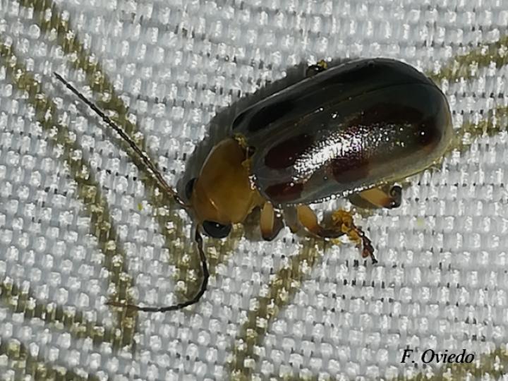 Exora obsoleta