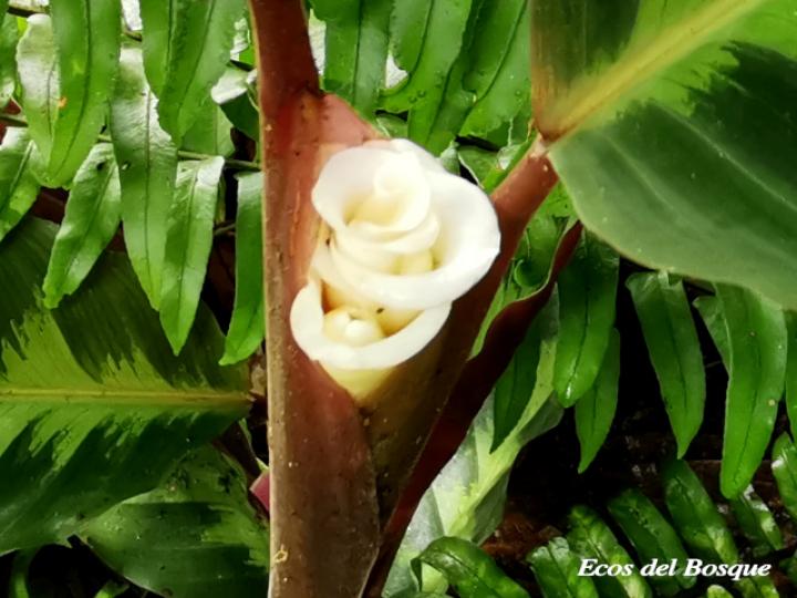 Goeppertia warszewiczii