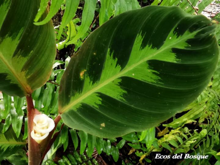 Goeppertia warszewiczii