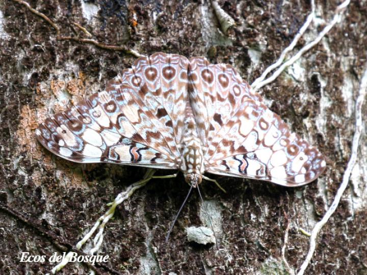 Hamadryas feronia farinulenta