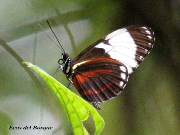 Heliconius cydno galanthus (Cydno alas largas)