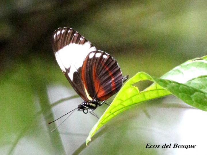 Heliconius cydno galanthus (Cydno alas largas)