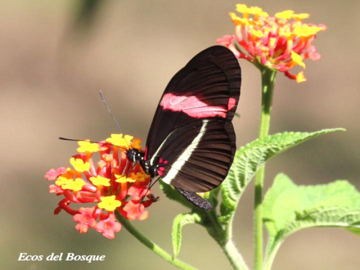 Heliconius erato petiverana