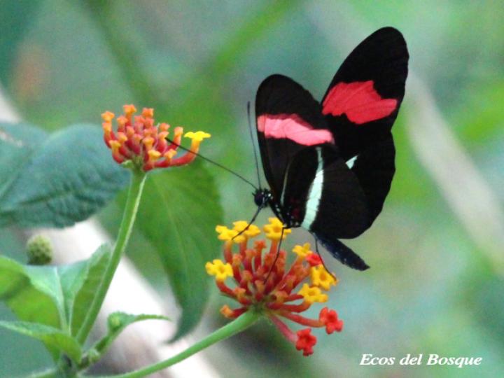 Heliconius erato petiverana