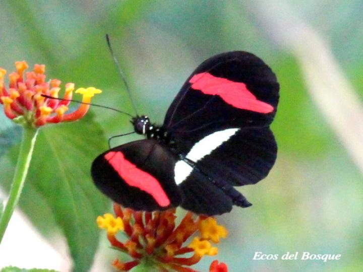 Heliconius erato petiverana