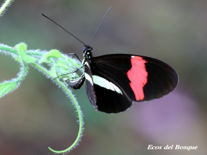Heliconius melpomene rosina