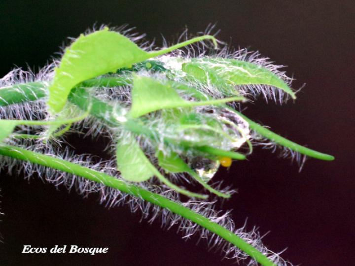 Heliconius melpomene rosina