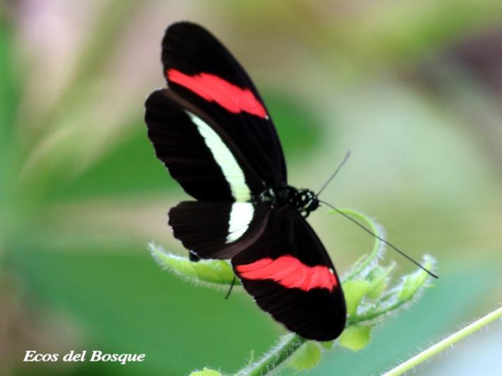 Heliconius melpomene rosina