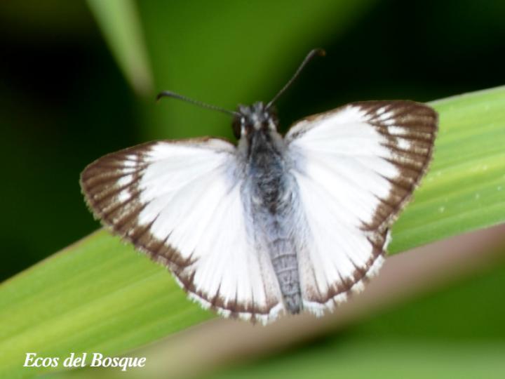 Heliopetes arsalte (Capitán blanco veteado)