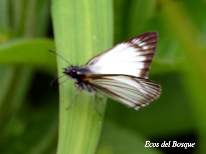 Heliopetes arsalte (Capitán blanco veteado)
