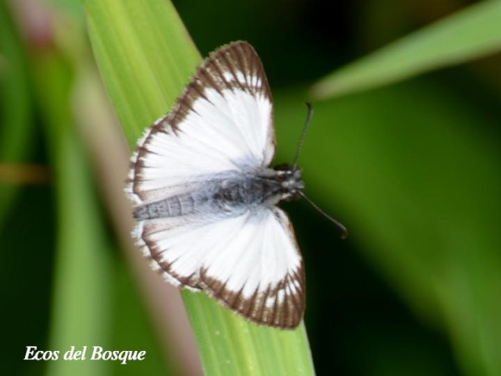 Heliopetes arsalte (Capitán blanco veteado)