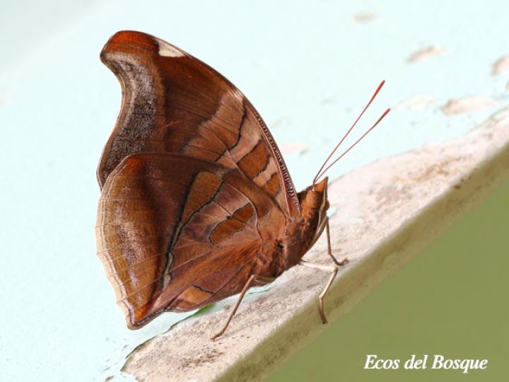 Historis odius dious