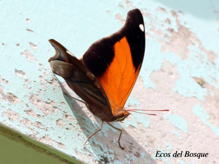 Historis odius dious