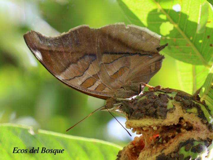 Historis odius dious