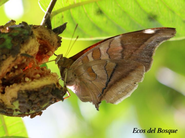 Historis odius dious