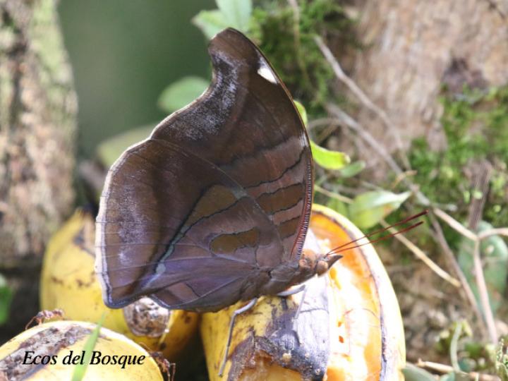 Historis odius dious