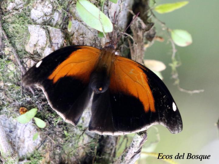 Historis odius dious