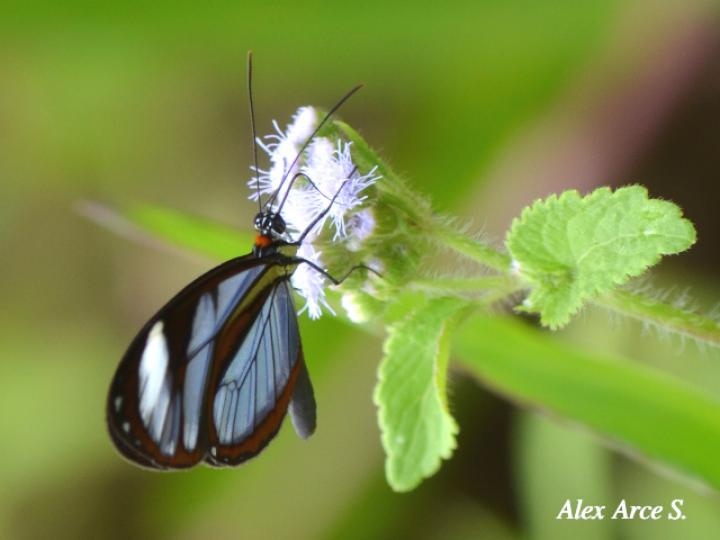 Ithomia patilla (Mariposa vitral)