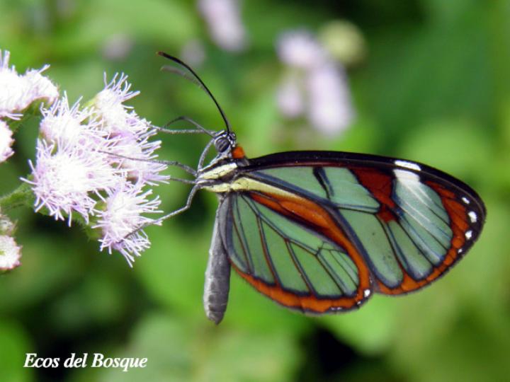 Ithomia patilla (Mariposa vitral)
