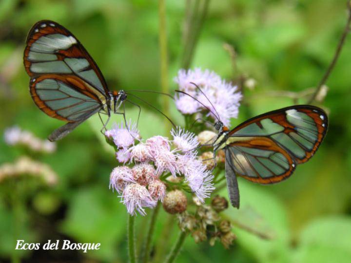 Ithomia patilla (Mariposa vitral)
