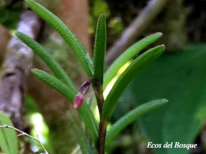 Jacquiniella globosa