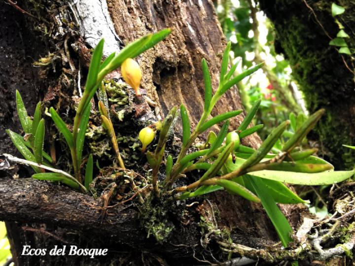 Jacquiniella globosa