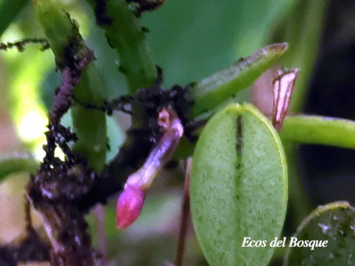 Jacquiniella globosa