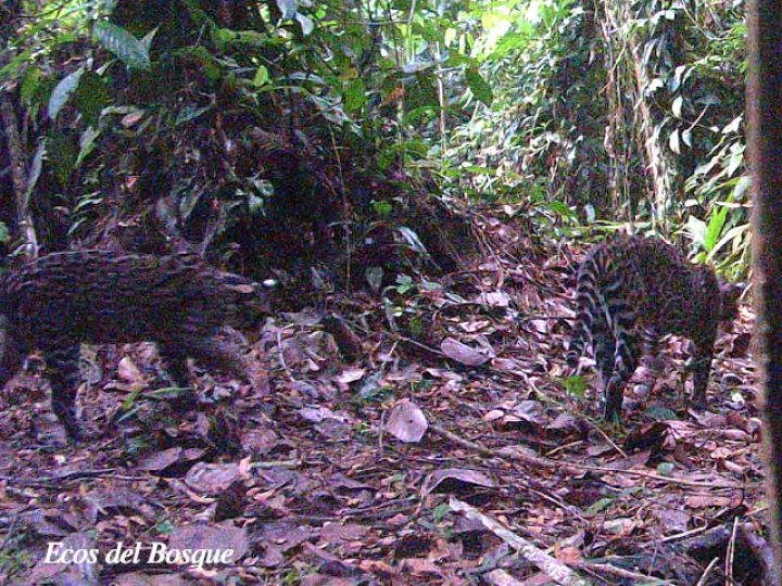 Leopardus pardalis (Manigordo, Ocelote) Leopardus pardalis (Manigordo, Ocelote)