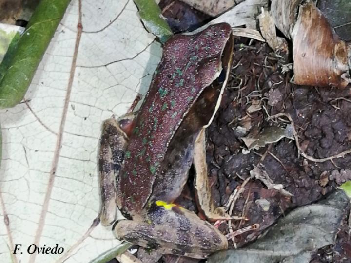 Rana de bosque brillante