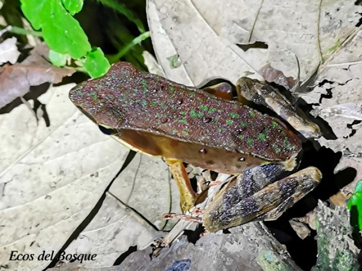 Rana de bosque brillante