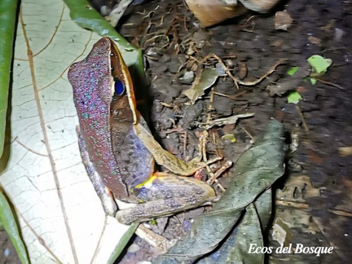Rana de bosque brillante