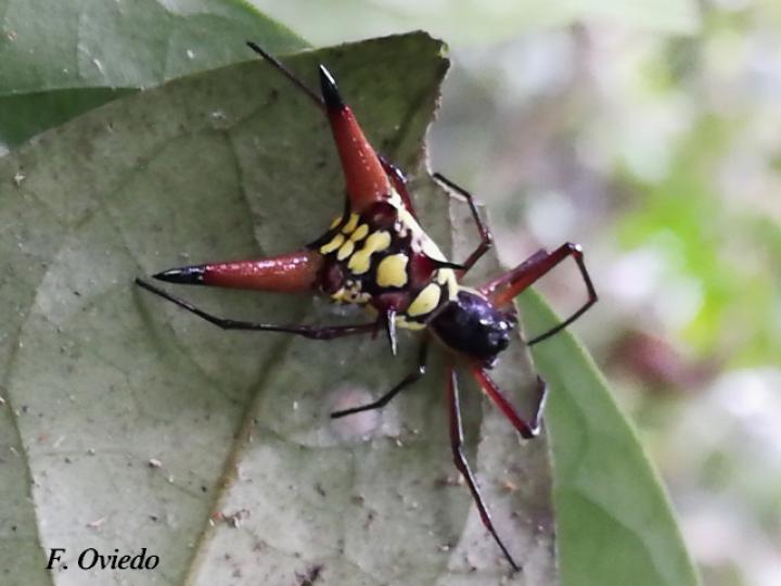 Micrathena sexspinosa (Araña flecha de seis puntas)