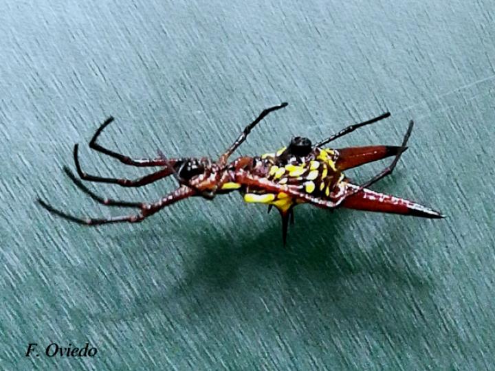 Micrathena sexspinosa (Araña flecha de seis puntas)