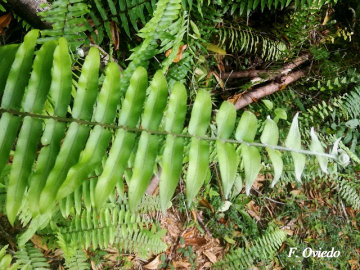 Nephrolepis biserrata